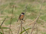 FZ026079 Stonechat (Saxicola torquata) on long grass.jpg